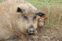 Zur Abkühlung an heissen Tagen dient ein Bad im Schlamm - ansonsten sind die Tiere sehr reinlich!