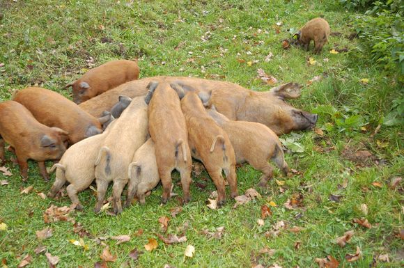 A következő kép nem jeleníthető meg, mert hibákat tartalmaz: „http://www.georgs-standl.at/images/diashow/schwein1.jpg”.