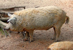 Mangalitza-Schwein